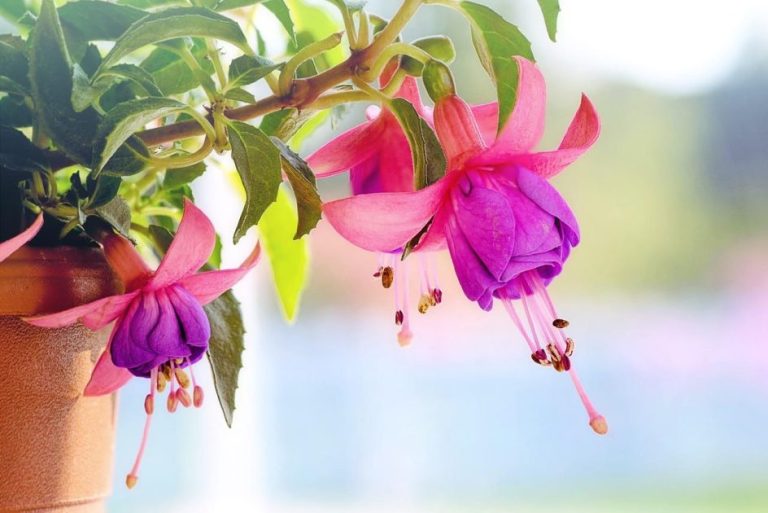 Home Tropische plant tuinieren voor beginners met palmboom en witte paradijsvogelbloem in zonnige tuin